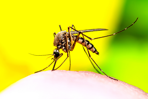Rio Grande do Sul RS vive epidemia de dengue, com infestação do mosquito em mais de 90% dos municípios, diz secretária da Saúde